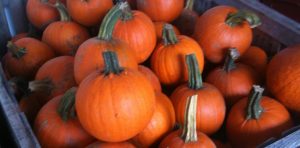 Best Fall Festivals in Philly